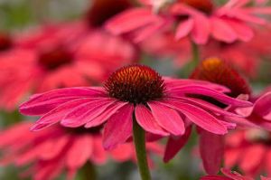 Jeżówka SWEET MEADOW MAMA