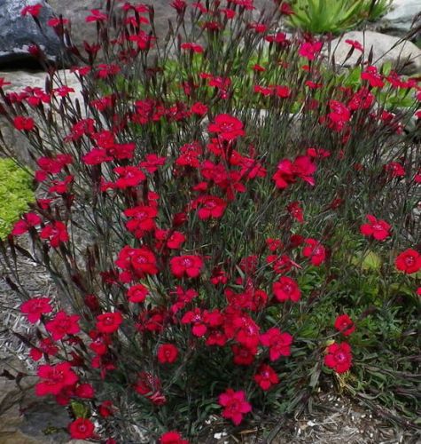 Goździk Kropkowany LEUCHTFUNK