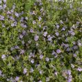 Kalaminta MARVELETTE BLUE