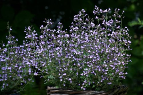 Kalaminta MARVELETTE BLUE