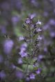 Kalaminta MARVELETTE BLUE