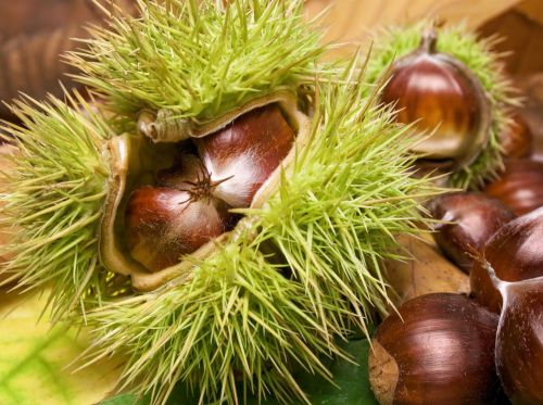 Kasztan jadalny Castanea Sativa
