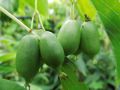 Kiwi ISSAI