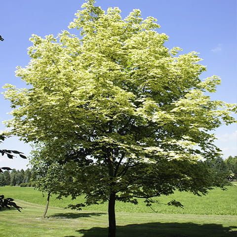 Klon pospolity DRUMMONDII