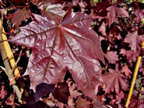 Klon pospolity FAASSEN'S BLACK