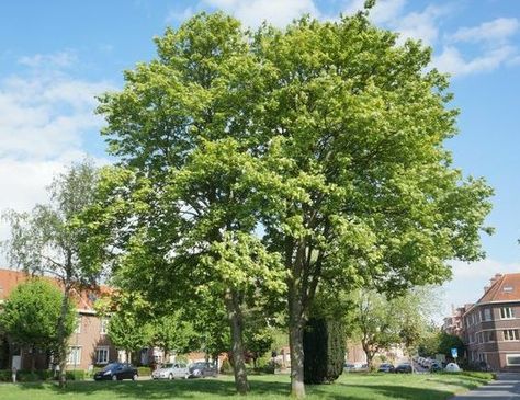 Klon jawor LEOPOLDII