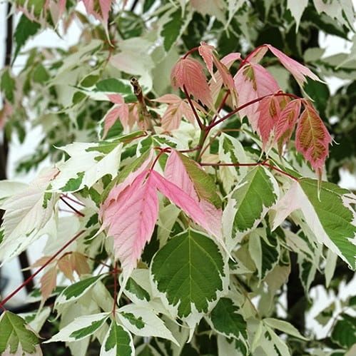 Klon jesionolistny FLAMINGO