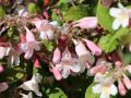 Kolkwicja Chińska PINK CLOUD