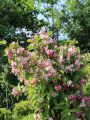 Krzewuszka weigela KOREA