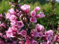 Krzewuszka weigela KOREA