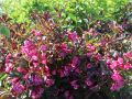 Krzewuszka weigela KOREA