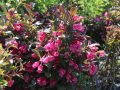 Krzewuszka weigela KOREA