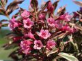 Krzewuszka weigela KOREA