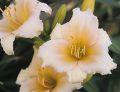 Liliowiec Ogrodowy MINI PEARL