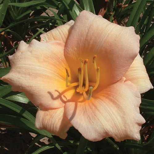 Liliowiec Ogrodowy MINI PEARL