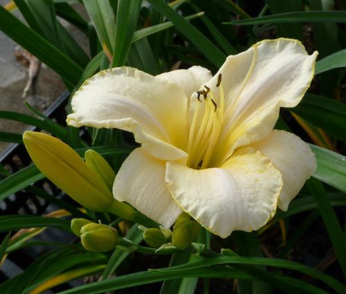 Liliowiec Ogrodowy ARCTIC SNOW