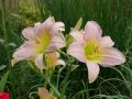 Liliowiec Ogrodowy CATHERINE WOODBURY