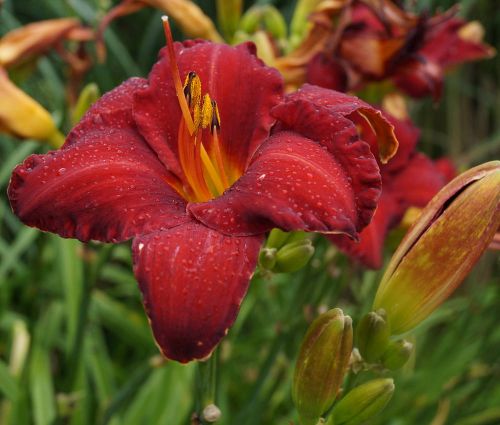 Liliowiec Ogrodowy CHICAGO APACHE