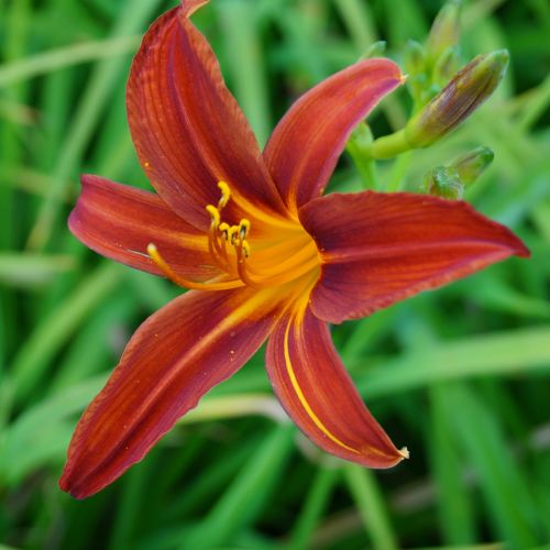 Liliowiec Ogrodowy SAMMY RUSSEL