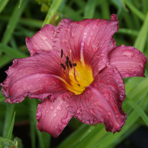 Liliowiec Ogrodowy SUMMER WINE