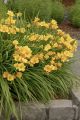 Liliowiec Ogrodowy STELLA D'ORO