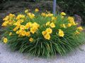 Liliowiec Ogrodowy STELLA D'ORO