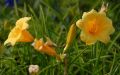 Liliowiec Ogrodowy STELLA D'ORO