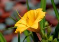 Liliowiec Ogrodowy STELLA D'ORO