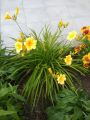 Liliowiec Ogrodowy STELLA D'ORO