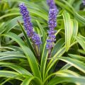 Liriope szafirkowata