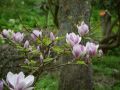 Magnolia FRAGRANT CLOUD