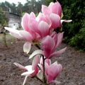 Magnolia FRAGRANT CLOUD