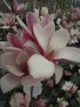Magnolia FRAGRANT CLOUD