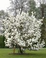 Magnolia LENNEI ALBA