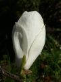 Magnolia LENNEI ALBA