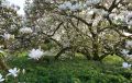 Magnolia LENNEI ALBA