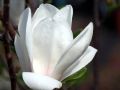 Magnolia LENNEI ALBA