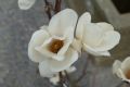 Magnolia LENNEI ALBA