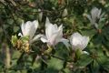 Magnolia LENNEI ALBA