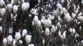 Magnolia LENNEI ALBA