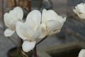 Magnolia LENNEI ALBA