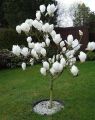 Magnolia LENNEI ALBA