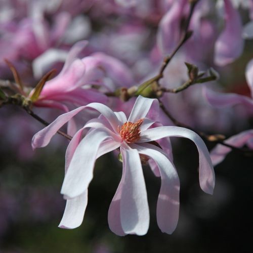Magnolia Loebnera LEONARD MESSEL