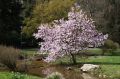 Magnolia Loebnera LEONARD MESSEL