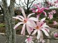 Magnolia Loebnera LEONARD MESSEL