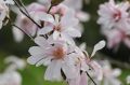 Magnolia Loebnera LEONARD MESSEL