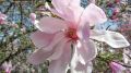 Magnolia Loebnera LEONARD MESSEL