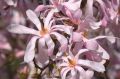 Magnolia Loebnera LEONARD MESSEL
