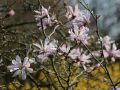 Magnolia Loebnera LEONARD MESSEL