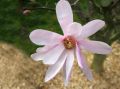 Magnolia Loebnera LEONARD MESSEL
